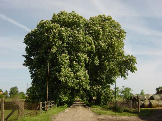 Picture of road from Bauerkuhl to Drefahl - Spring 2004