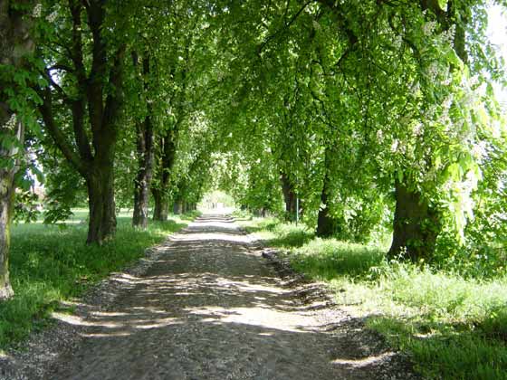 Picture of road from Bauerkuhl to Drefahl - Spring 2004