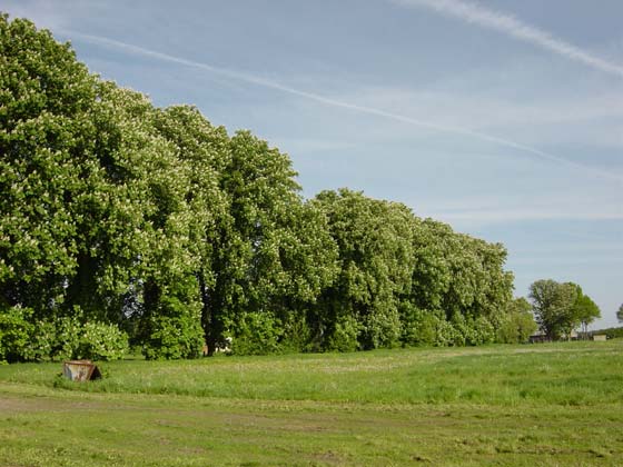 Picture of Chestnut trees near Bauerkuhl - Spring 2004