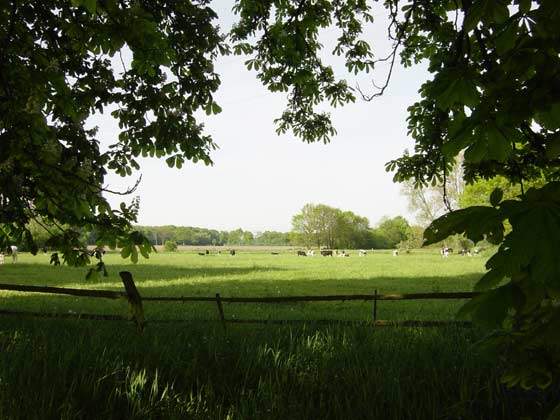 Picture of cows near Bauerkuhl