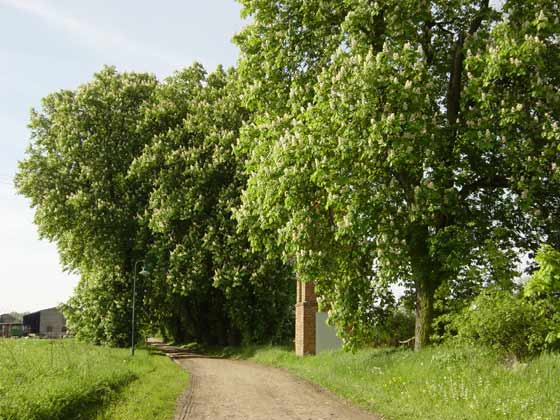 Picture of Road near Bauerkuhl