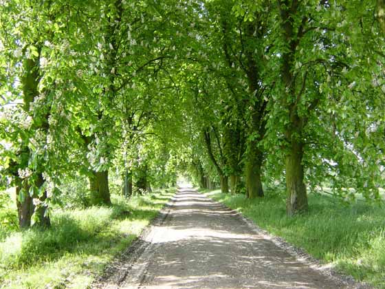 Picture of road from Bauerkuhl to Drefahl