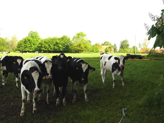 Picture of cows near Bauerkuhl