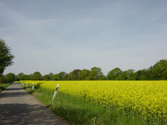 Picture of fields on road from Bauerkuhl to Brunow