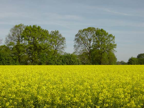 Picture of fields on road from Bauerkuhl to Brunow