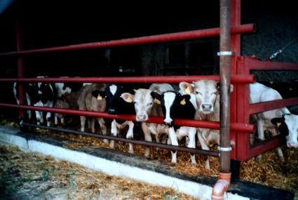 Picture of cows in cowbarn