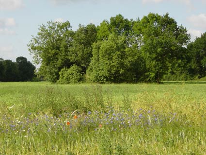 Picture of marl hole near Brunow