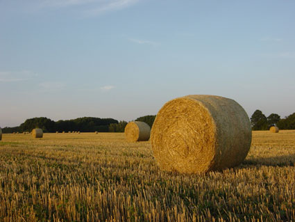 Picture of straw bales after the harvest