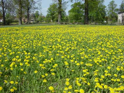 Picture of meadow in Brunow (Spring 2003)