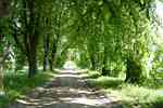 Picture of tree lined road near Bauerkuhl