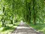 Picture of road from Bauerkuhl to Drefahl