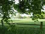 Picture of Cows near Bauerkuhl