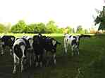 Picture of Cows on road from Bauerkuhl to Drefahl - Spring 2004
