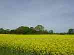 Picture of fields on road from Bauerkuhl to Brunow