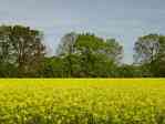 Picture of fields on road from Bauerkuhl to Brunow