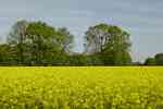 Picture of field near Bauerkuhl