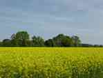 Picture of fields on road from Bauerkuhl to Brunow