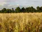Picture of barley field on Lcknitzer Strasse
