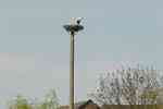 Picture of storks nest in Brunow