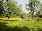 Picture of meadow with fruit trees in Brunow